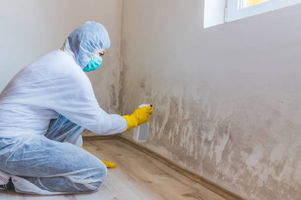 Licensed Attic Mold Remediation service in West Newton, MA - Car Mold Remediation