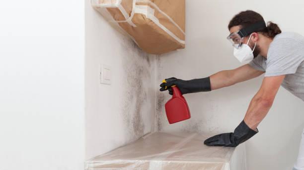 Professional Attic Mold Remediation technician working in West Newton, MA