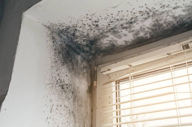 Affordable Attic Mold Remediation solutions in West Newton, MA